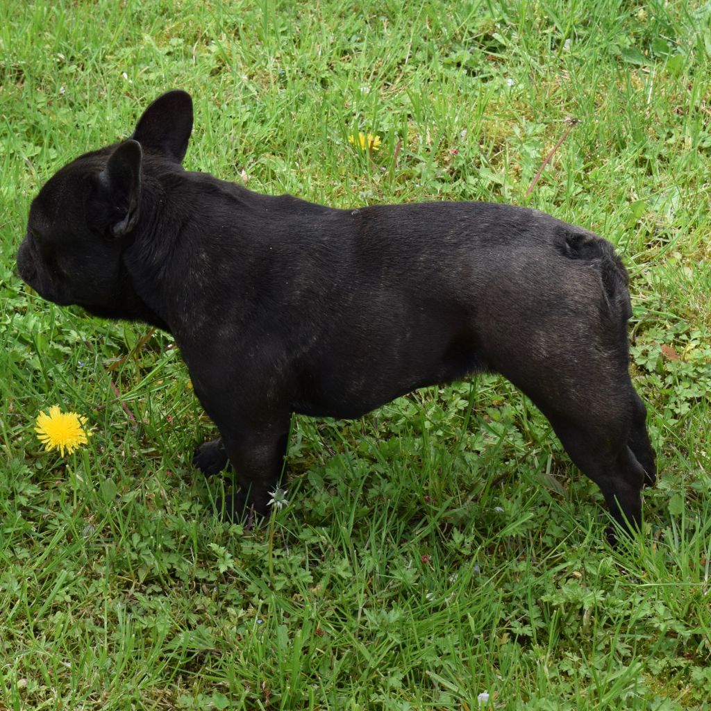 Scarlett Des Gladiateurs de Rottweil