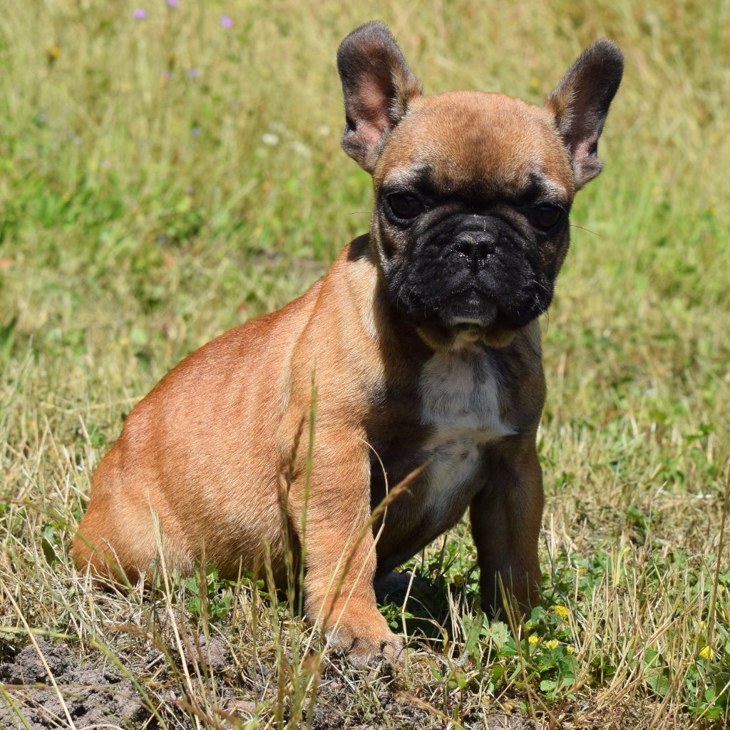 Des Gladiateurs de Rottweil - Chiots disponibles - Bouledogue français